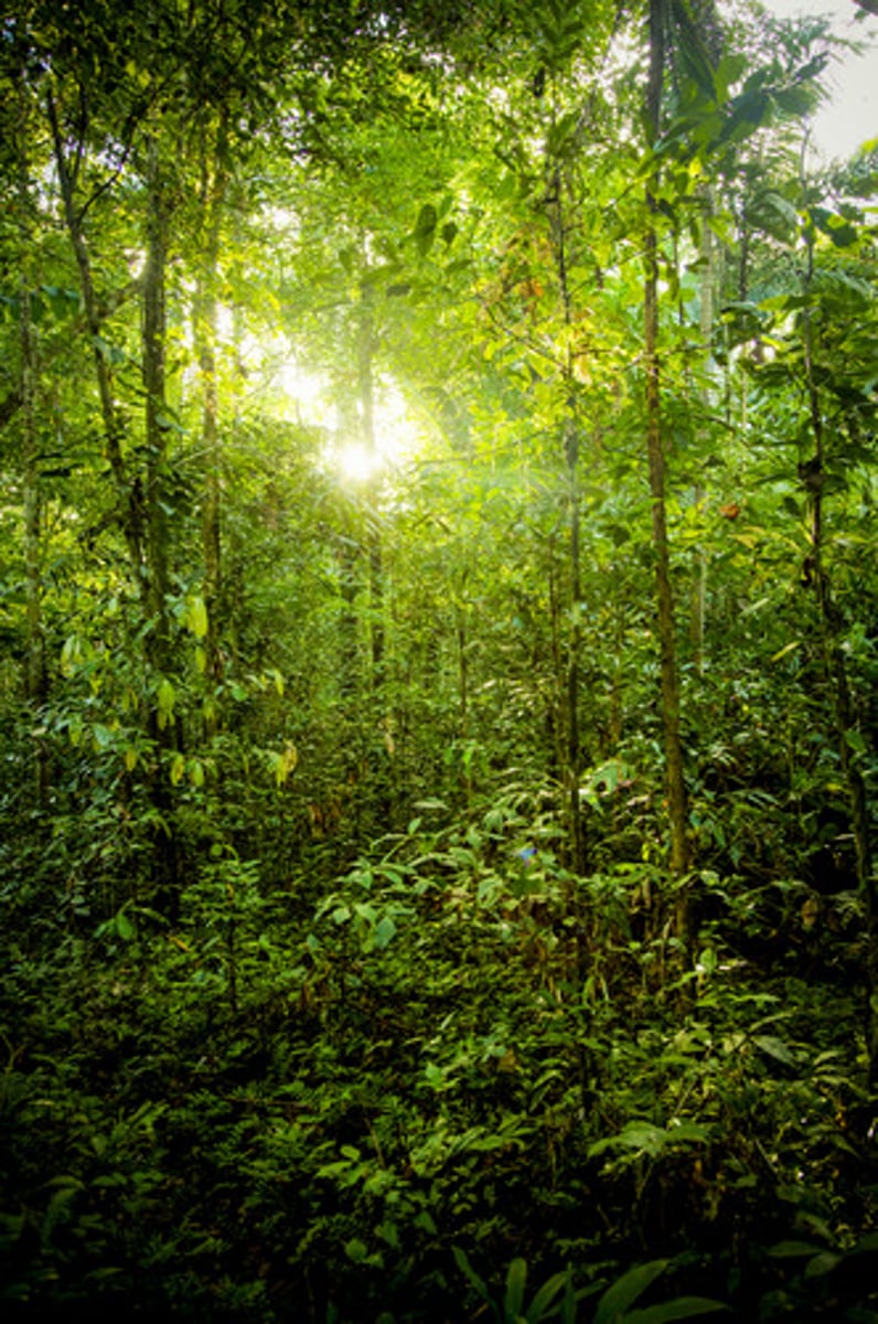 <p>very humid tropical forest (jungle)</p>