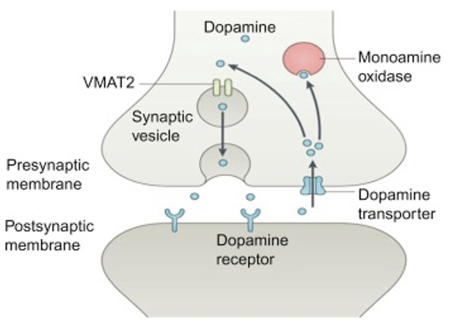 <p>Packed into vesicles by vesicular monoamine transporters (VMAT). Removed from synaptic cleft by re-uptake transporters (specific ones for each monoamine). Destroyed by monoamine oxidase (MAO) + catechol-O-methyltransferase (COMT, on posynaptic cell, only for catecholamines not serotonin). </p>