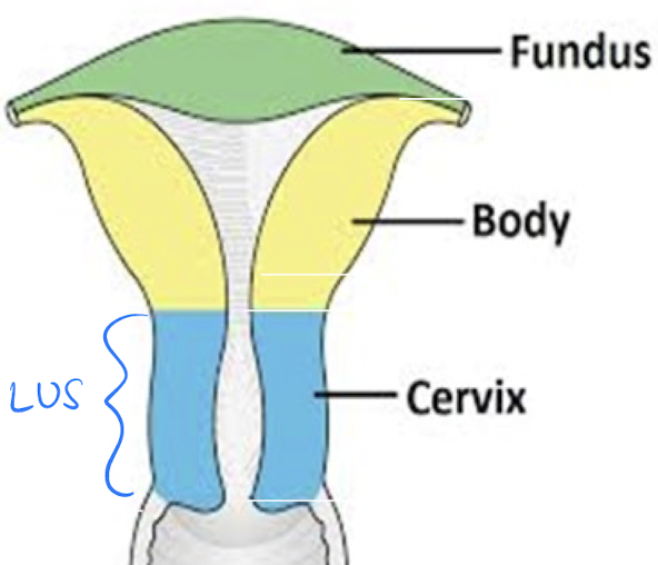 <ul><li><p>lower uterine segment (LUS)</p></li><li><p><strong>lower portion</strong> of uterus</p></li><li><p>includes: <strong>internal os</strong>, <strong>cervical canal</strong>, and <strong>external os</strong></p></li></ul><p></p>