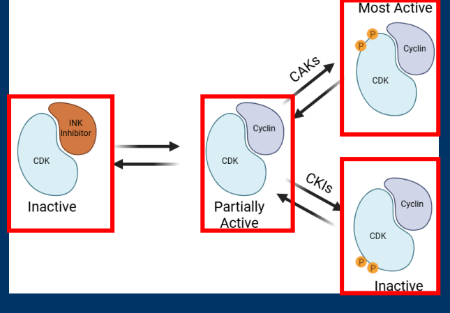 <p>• Post-translational modifications alter CDK enzyme activity </p><p>       • Post-translational modifications with activating phosphorylation by <strong>CDK activating kinases   (CAKs) </strong></p><p>         • Post-translational modifications with inhibitory phosphorylation by<strong> CDK inhibitor kinases (CKIs)</strong></p><p>-CDK enzyme activity (kinase) is regulated in various ways</p><p>-Regulation of CDK activity by interaction and phosphorylation</p>