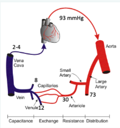 <p>resistance in each segment of the vasculature</p>