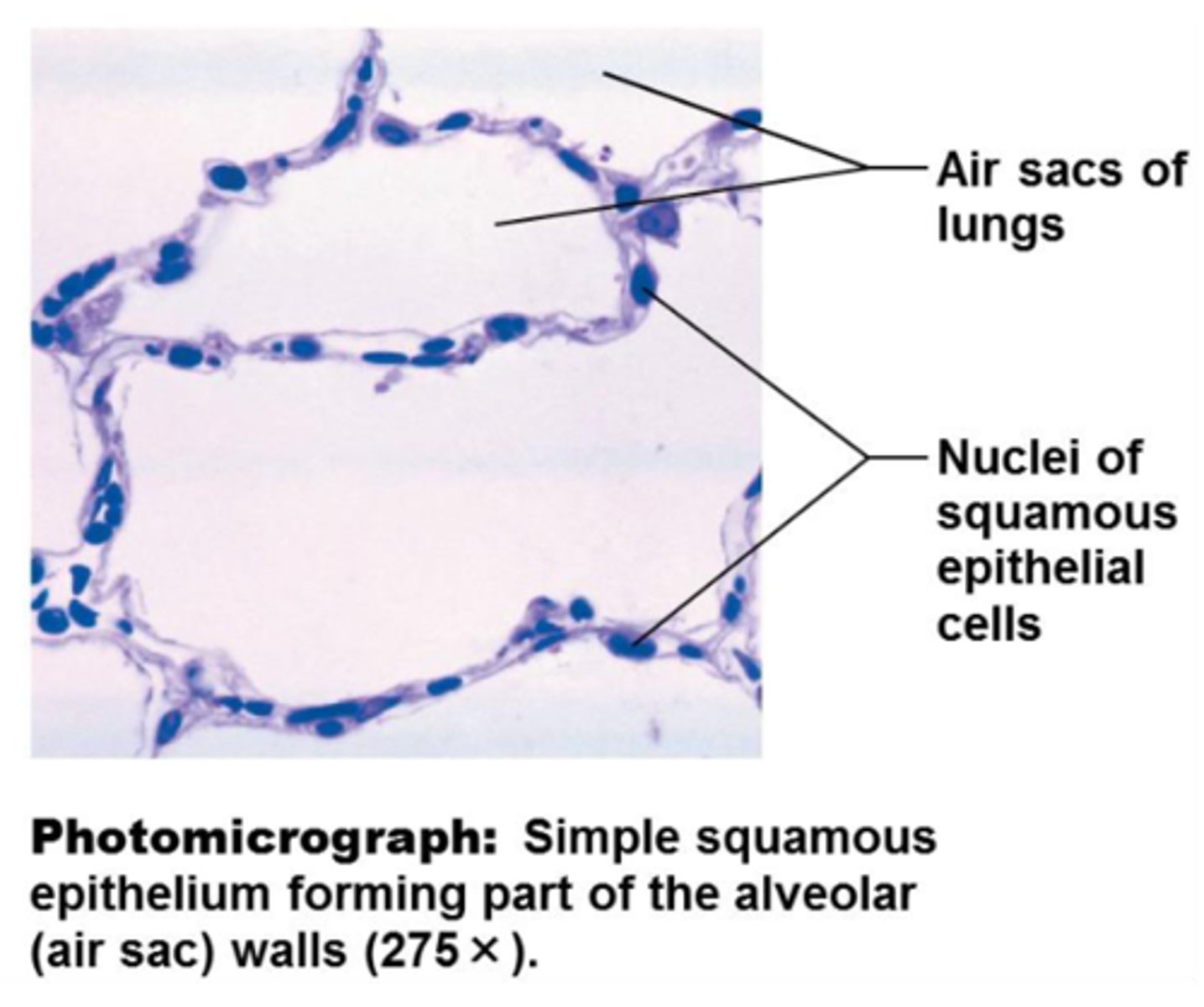 <p>single layer of flat cells</p>