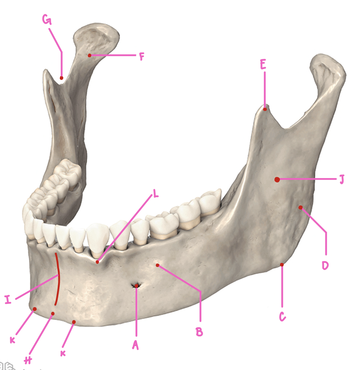 <p>Name the part of the mandible labeled D</p>