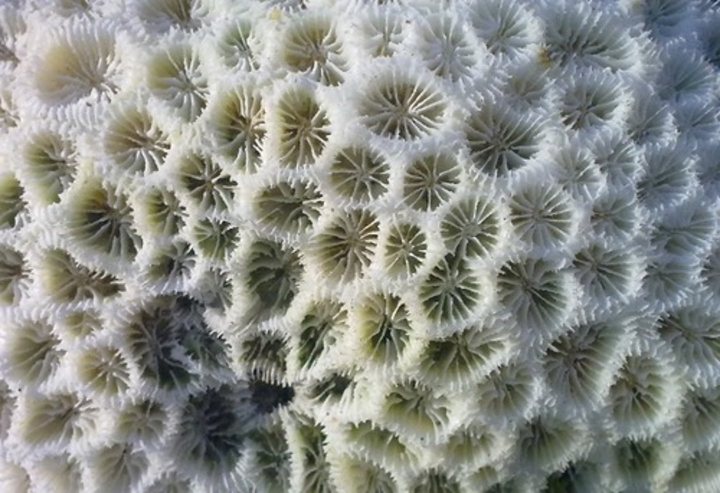 <p>white</p>