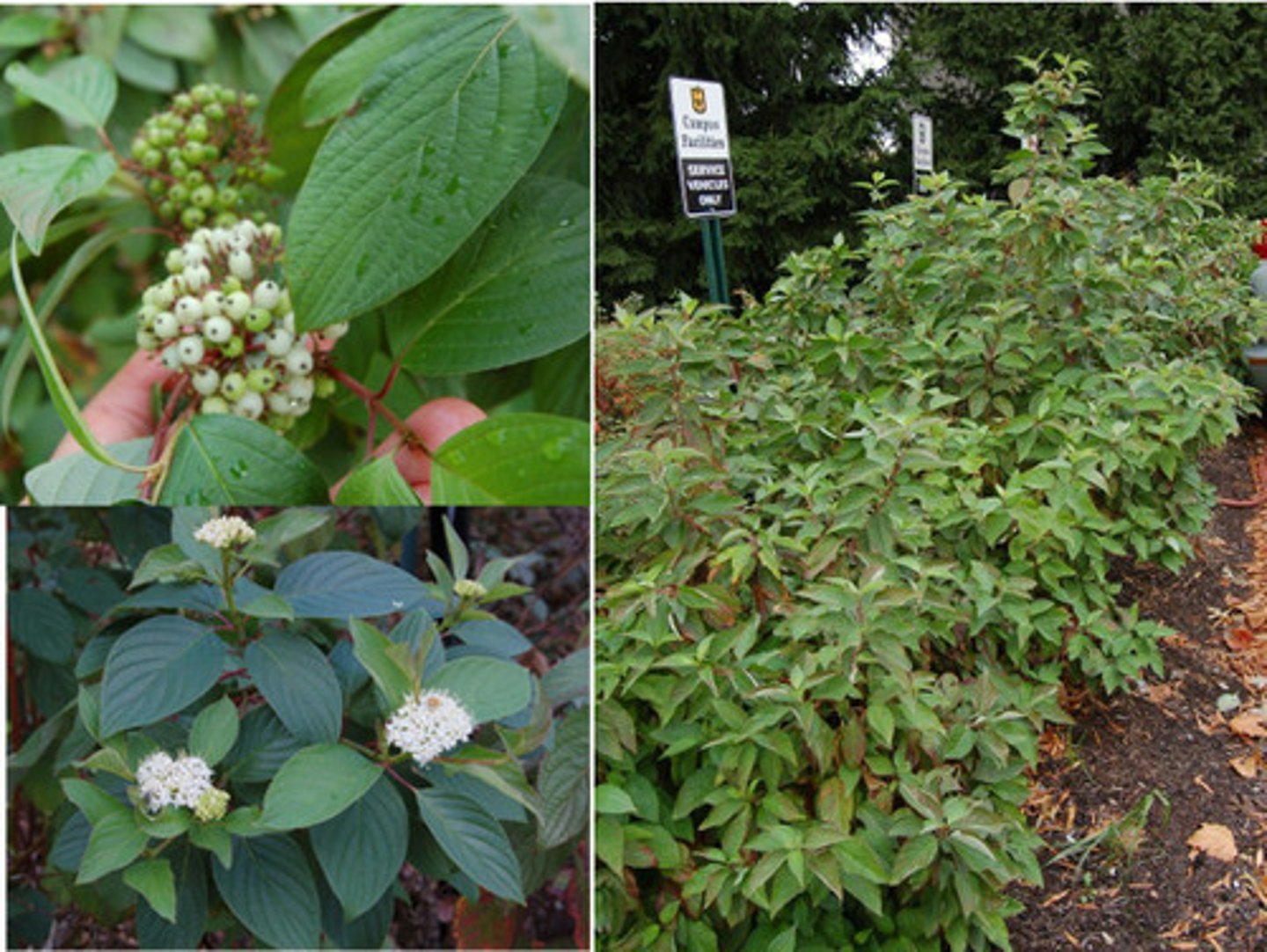 <p>Redoiser Dogwood</p>