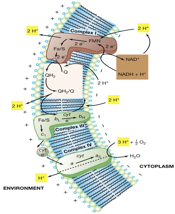 Involved in Aerobic Respiration and located in Cell Membranes

\
Utilizes NADH and FADH2 formed in Glycolysis of Pyruvic Acid and Krebs Cycle

\
e- released to this system and provides energy for active transport of H+ from matrix to outside of membrane to form a membrane potential

\
The process by which NADH transfers electrons along a chain of acceptors to oxygen