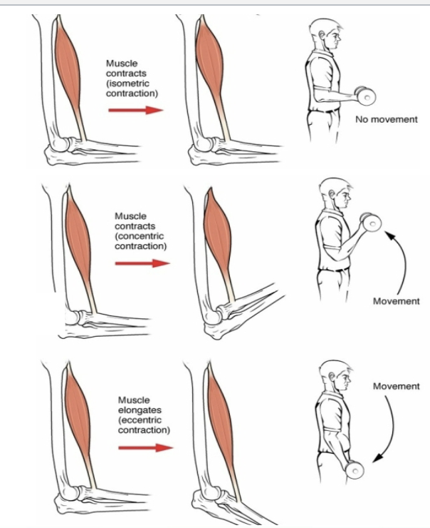 <ul><li><p><strong>Isometric:</strong></p><ul><li><p>Muscle <em>tenses</em> but does <strong>not change length</strong> (no movement).</p></li><li><p>Example: Holding a plank.</p></li></ul></li><li><p><strong>Isotonic:</strong></p><ul><li><p>Muscle <strong>changes length</strong> while tension remains constant.</p></li><li><p><strong>Concentric:</strong> Muscle shortens (lifting a weight).</p></li><li><p><strong>Eccentric:</strong> Muscle lengthens (lowering a weight)</p></li></ul></li></ul><p></p><p></p><table style="min-width: 75px;"><colgroup><col style="min-width: 25px;"><col style="min-width: 25px;"><col style="min-width: 25px;"></colgroup><tbody><tr><th colspan="1" rowspan="1" style="box-sizing: inherit; border: 0.1rem solid rgba(0, 0, 0, 0.1); min-width: 10rem; padding: 0.8rem; position: relative; text-align: left; vertical-align: top; font-weight: 700; margin-top: 0px;"><p><strong>Type</strong></p></th><th colspan="1" rowspan="1" style="box-sizing: inherit; border: 0.1rem solid rgba(0, 0, 0, 0.1); min-width: 10rem; padding: 0.8rem; position: relative; text-align: left; vertical-align: top; font-weight: 700;"><p><strong>Description</strong></p></th><th colspan="1" rowspan="1" style="box-sizing: inherit; border: 0.1rem solid rgba(0, 0, 0, 0.1); min-width: 10rem; padding: 0.8rem; position: relative; text-align: left; vertical-align: top; font-weight: 700;"><p><strong>Example</strong></p></th></tr><tr><td colspan="1" rowspan="1" style="box-sizing: inherit; border: 0.1rem solid rgba(0, 0, 0, 0.1); min-width: 10rem; padding: 0.8rem; position: relative; text-align: left; vertical-align: top; margin-top: 0px;"><p><strong>Isotonic (concentric)</strong></p></td><td colspan="1" rowspan="1" style="box-sizing: inherit; border: 0.1rem solid rgba(0, 0, 0, 0.1); min-width: 10rem; padding: 0.8rem; position: relative; text-align: left; vertical-align: top;"><p>Muscle shortens while generating force</p></td><td colspan="1" rowspan="1" style="box-sizing: inherit; border: 0.1rem solid rgba(0, 0, 0, 0.1); min-width: 10rem; padding: 0.8rem; position: relative; text-align: left; vertical-align: top;"><p>Lifting a weight</p></td></tr><tr><td colspan="1" rowspan="1" style="box-sizing: inherit; border: 0.1rem solid rgba(0, 0, 0, 0.1); min-width: 10rem; padding: 0.8rem; position: relative; text-align: left; vertical-align: top; margin-top: 0px;"><p><strong>Isotonic (eccentric)</strong></p></td><td colspan="1" rowspan="1" style="box-sizing: inherit; border: 0.1rem solid rgba(0, 0, 0, 0.1); min-width: 10rem; padding: 0.8rem; position: relative; text-align: left; vertical-align: top;"><p>Muscle lengthens while resisting</p></td><td colspan="1" rowspan="1" style="box-sizing: inherit; border: 0.1rem solid rgba(0, 0, 0, 0.1); min-width: 10rem; padding: 0.8rem; position: relative; text-align: left; vertical-align: top;"><p>Lowering a weight slowly</p></td></tr><tr><td colspan="1" rowspan="1" style="box-sizing: inherit; border: 0.1rem solid rgba(0, 0, 0, 0.1); min-width: 10rem; padding: 0.8rem; position: relative; text-align: left; vertical-align: top; margin-top: 0px;"><p><strong>Isometric</strong></p></td><td colspan="1" rowspan="1" style="box-sizing: inherit; border: 0.1rem solid rgba(0, 0, 0, 0.1); min-width: 10rem; padding: 0.8rem; position: relative; text-align: left; vertical-align: top;"><p>Muscle contracts but doesn’t shorten</p></td><td colspan="1" rowspan="1" style="box-sizing: inherit; border: 0.1rem solid rgba(0, 0, 0, 0.1); min-width: 10rem; padding: 0.8rem; position: relative; text-align: left; vertical-align: top;"><p>Holding a plank or wall sit</p></td></tr></tbody></table><p></p>