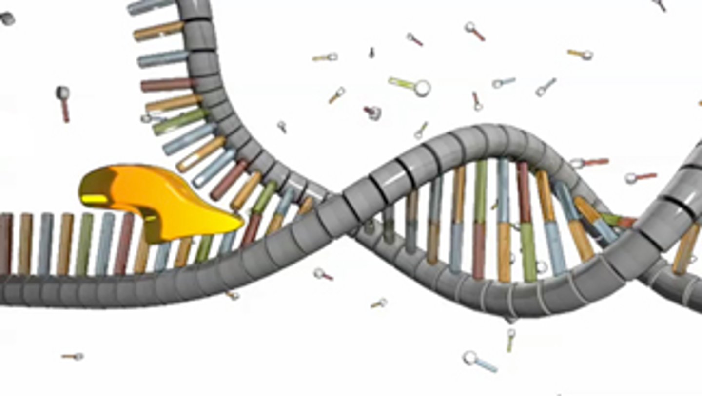 <p>unzips the DNA helix</p>