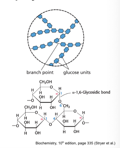 <p>is a large, branched polymer of glucose residues</p><ul><li><p>most common homopolymer in animal cells</p></li><li><p>storage form of glucose</p></li><li><p>most glucose units are linked by <span><strong>α-1,4-glycosidic linkages</strong></span></p></li><li><p><span>hydrolyzed by<strong> α-amylase</strong></span></p></li><li><p><span>branching <strong>increases</strong> the surface area to allow better access for enzymes to rapidly breakdown glycogen</span></p></li></ul><p></p>