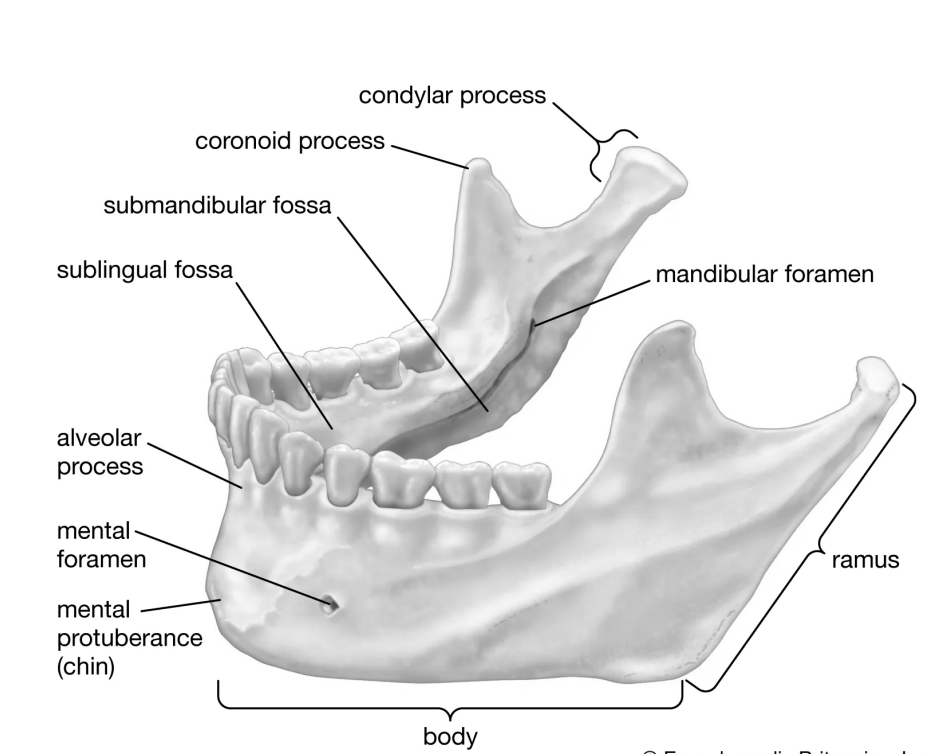 <p>The lower jawbone, which articulates with temporal bone to form the only freely moveable joints in the skull (the temporomandibular joint) </p>
