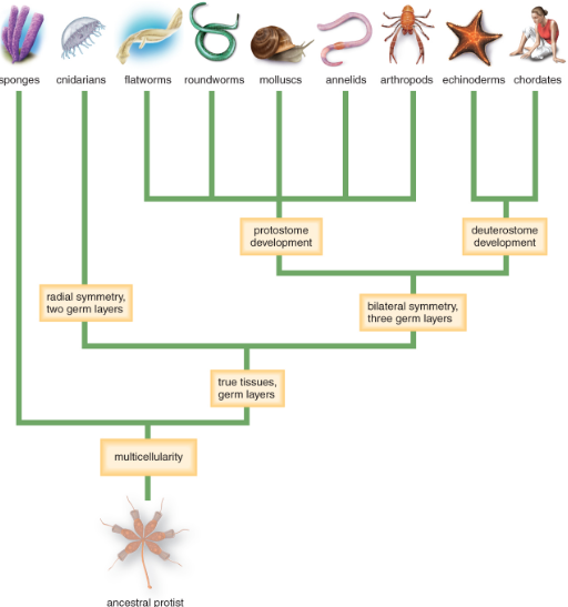 <p></p><ul><li><p><strong>embryonic development:</strong> protostome (mouth first then anus - vertebrate rankings) and deuterostomes (anus then mouth - aquatic creatures)</p></li><li><p><strong>spinal column:</strong> vertebrate (has one) and invertebrate (doesn’t have one)</p></li><li><p><strong>symmetry</strong>: bilateral (left and right) and radial (around central point/axis)</p></li></ul>