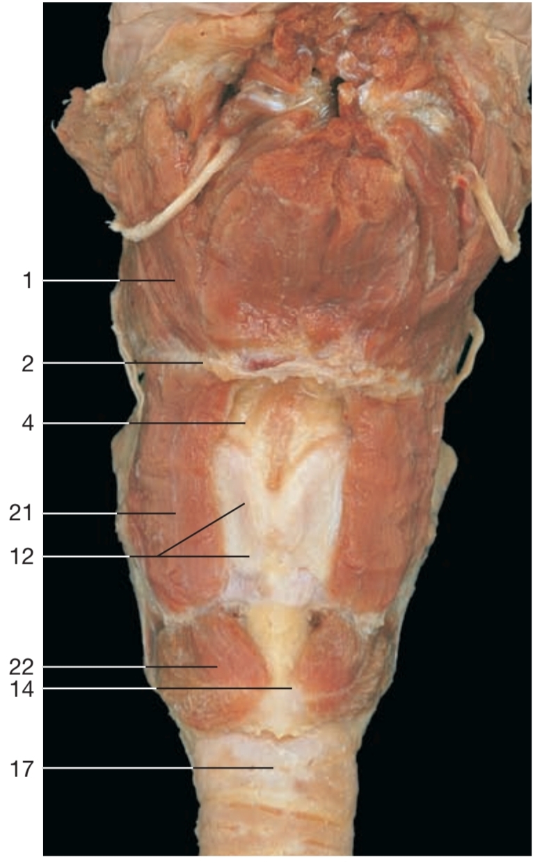 <p>21</p>