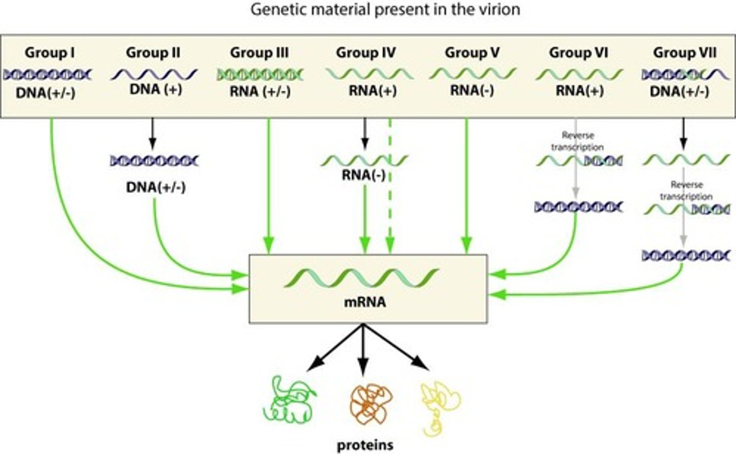 <p>A system used to classify viruses based on their genome type and replication method.</p>