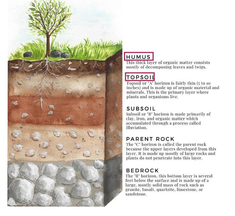 <ul><li><p>humus = thick layer of organic matter - consisting mostly of decomposing leaves &amp; twigs</p></li><li><p>topsoil = thin. makde up of organic material &amp; minerals. this is the primary layer where plants &amp; organisms live</p></li></ul><p></p>