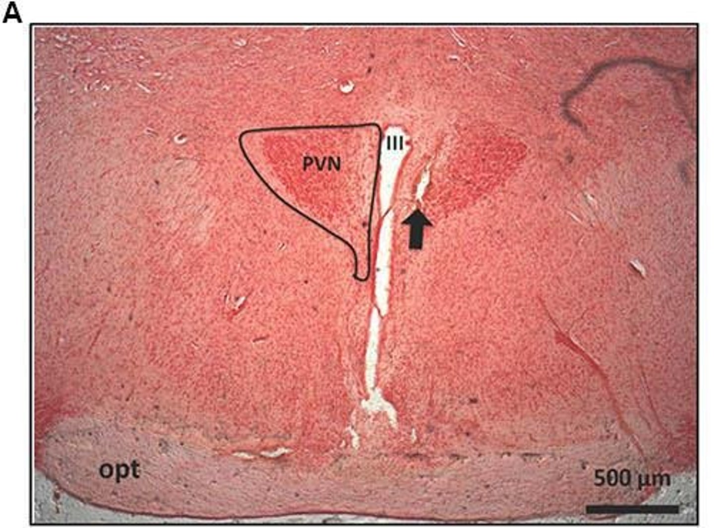 <p>Oxytocin, vasopressin, and CRF/CRH.</p>