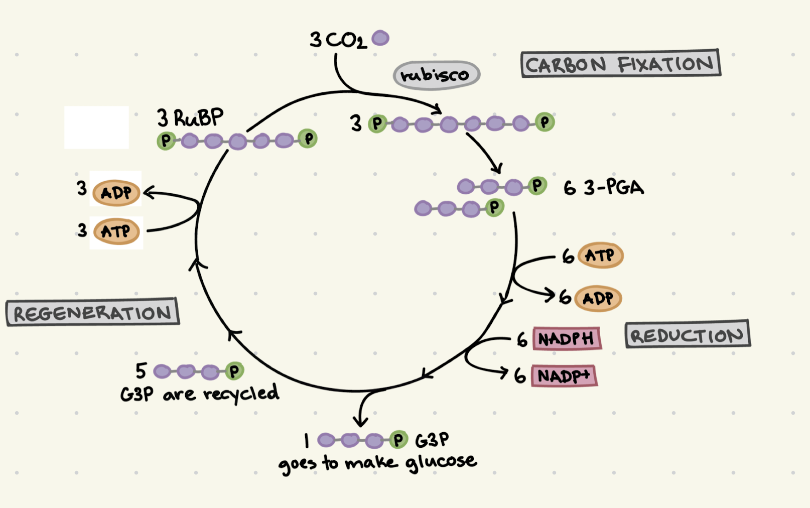 <p>Carbon Fixation </p><p>Reduction </p><p>Regeneration</p>
