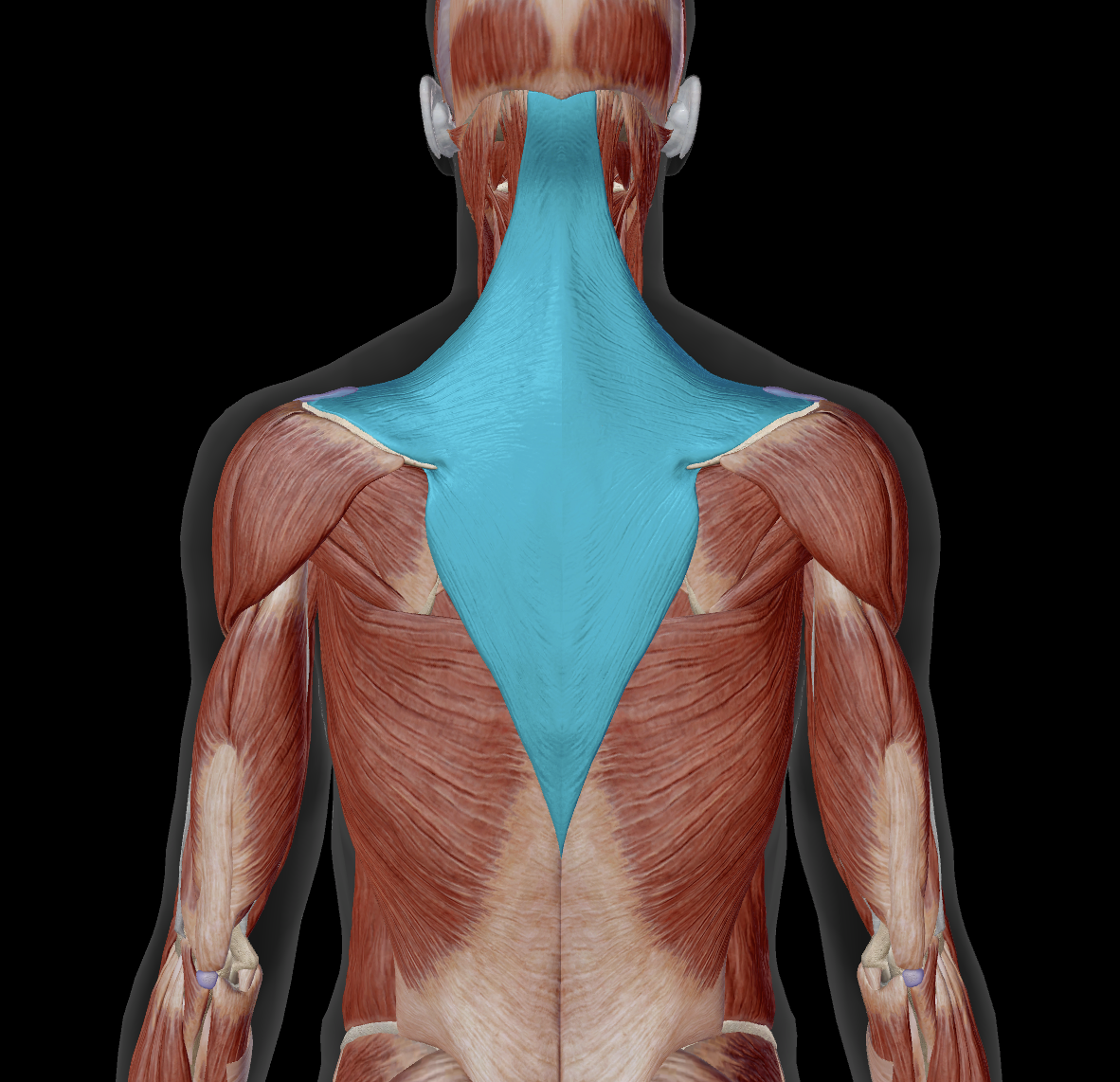 <p>distal attachment?</p>