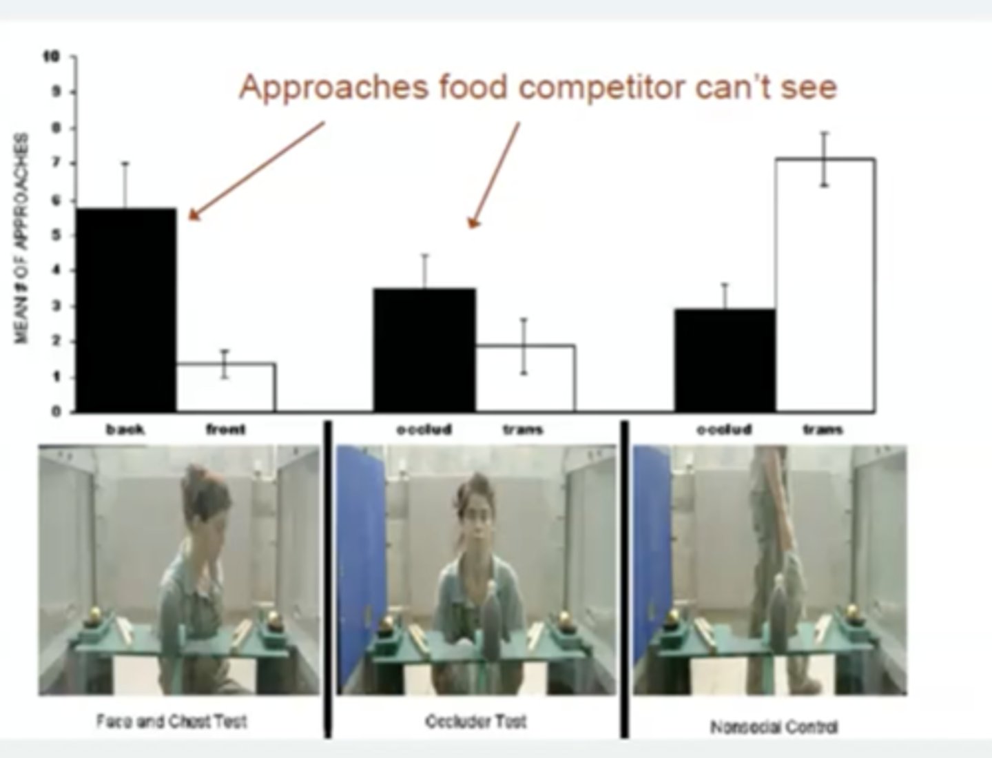 <p>chimps only go to food on one size as they know the experimenter cannot see it - how the chimp interprets it in terms of what the experimenter can and cannot see. removes bias. the more obscured the experimenters vision becomes for one specific side the chimp goes for the treat on that side. </p>