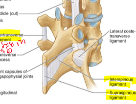 <p>over the spinous processes and not pain sensitive </p>