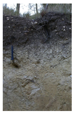 <p><strong>dark brown soils are</strong></p>