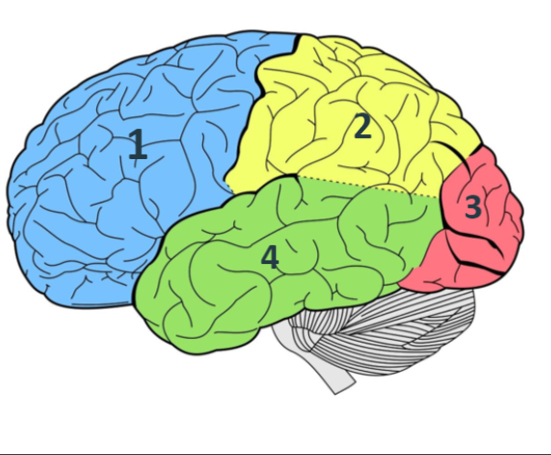 <p><span>Label the 4 lobes of the brain as indicated by the numbers in the diagram.</span></p>