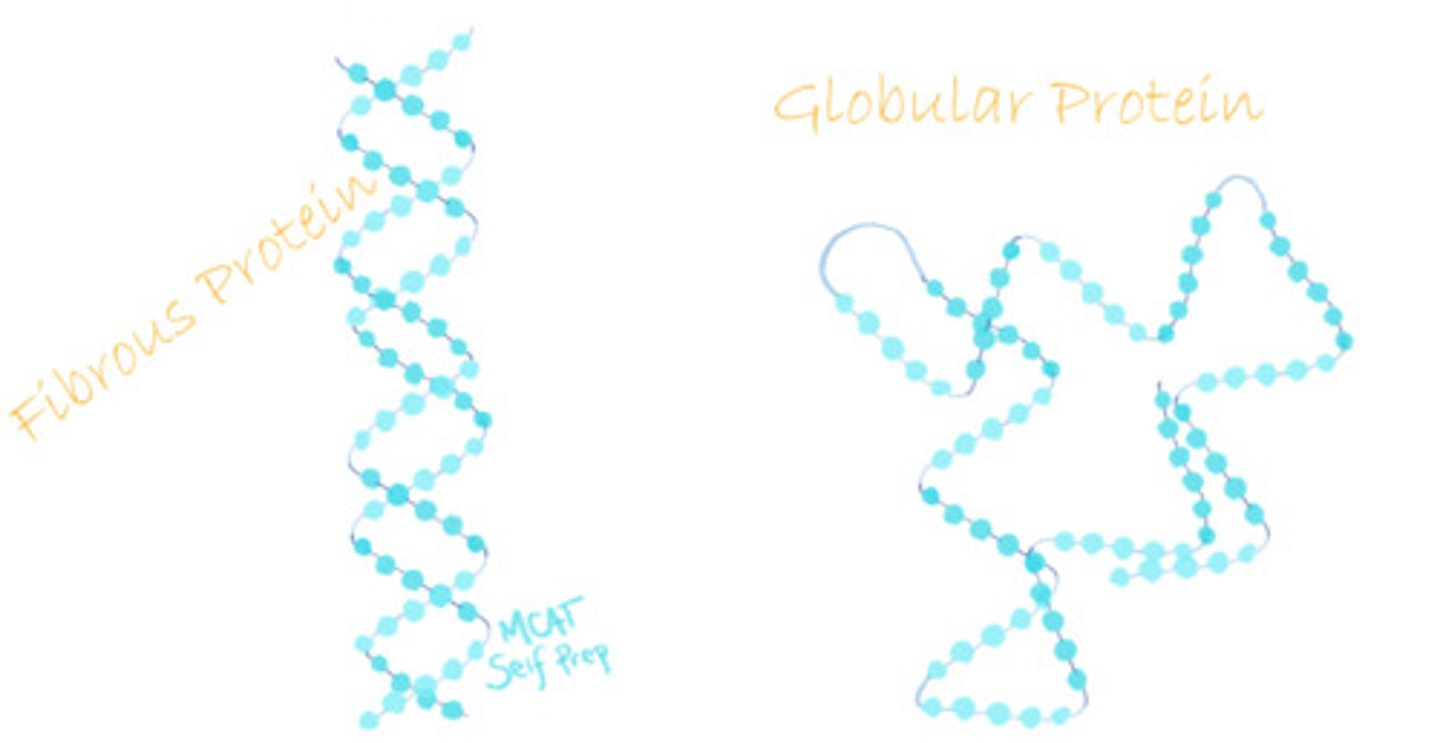 <p>Fibrous proteins resemble long sheets and strands, whereas Globular proteins are more rounded.</p>
