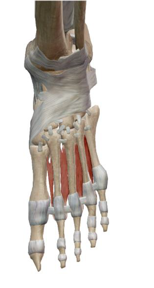 <p>Interosseux dorsaux ($$4$$ muscles)</p>