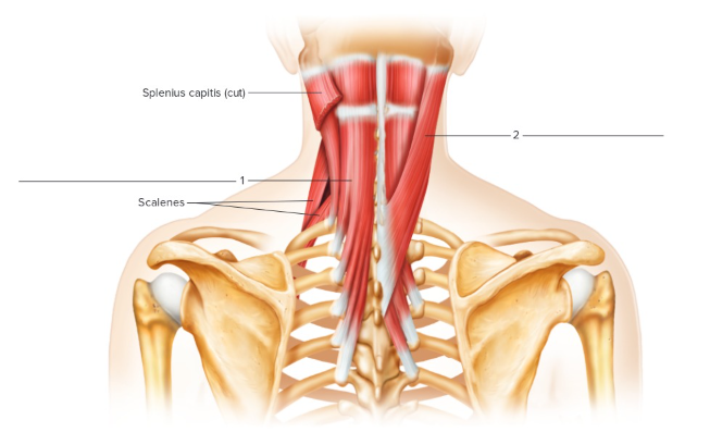 <p>Label the following:&nbsp;Neck</p>