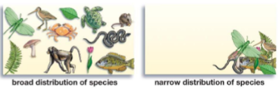 <p>geographic biodiversity</p>