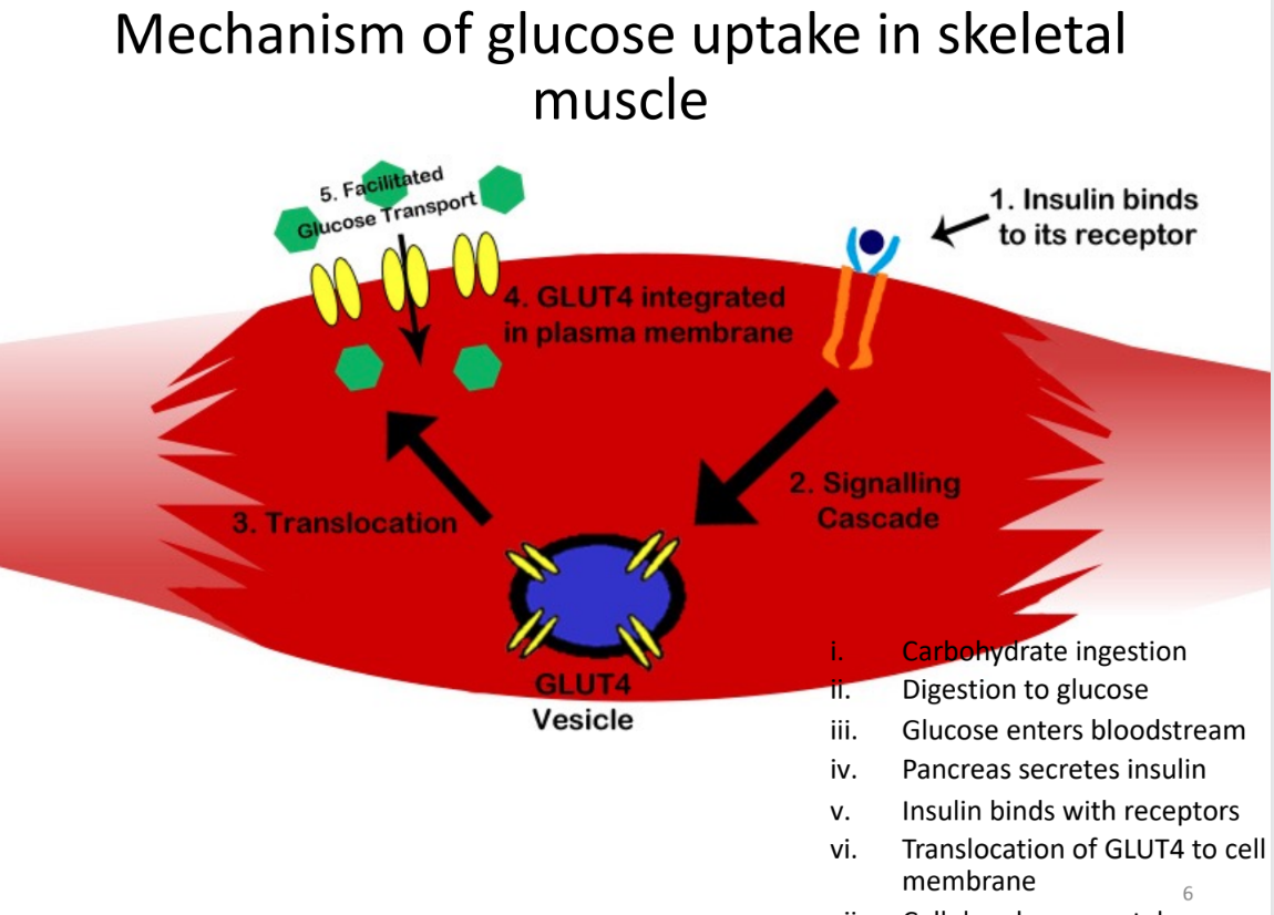 <ol><li><p>insulin binds to its receptor</p></li><li><p>signalling cascade releases GLUT4 vesicle</p></li><li><p>translocation</p></li><li><p>GLUT4 vesicle integrated in plasma membrane</p></li><li><p>facilitated glucose transport</p></li></ol><p></p>