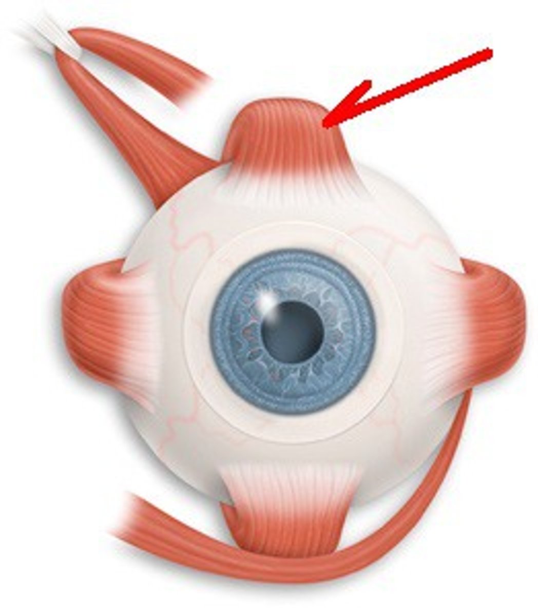 <p>Origin: Sphenoid </p><p>Insertion: Superior surface of eye</p><p>Action: Superior gaze </p>