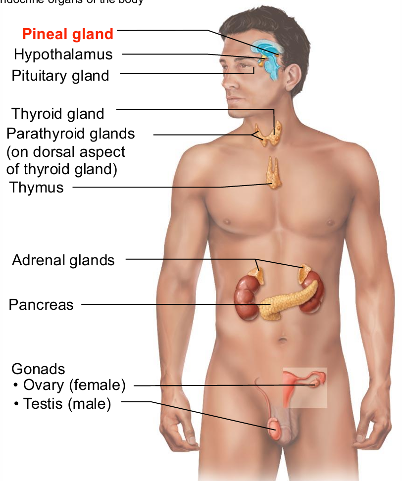 <ul><li><p>Small gland hanging from roof of third ventricle</p></li><li><p><span style="background-color: transparent; font-size: 1.6rem;"><span>Pinealocytes secrete melatonin, derived from&nbsp;</span></span>serotonin</p></li></ul><p></p>