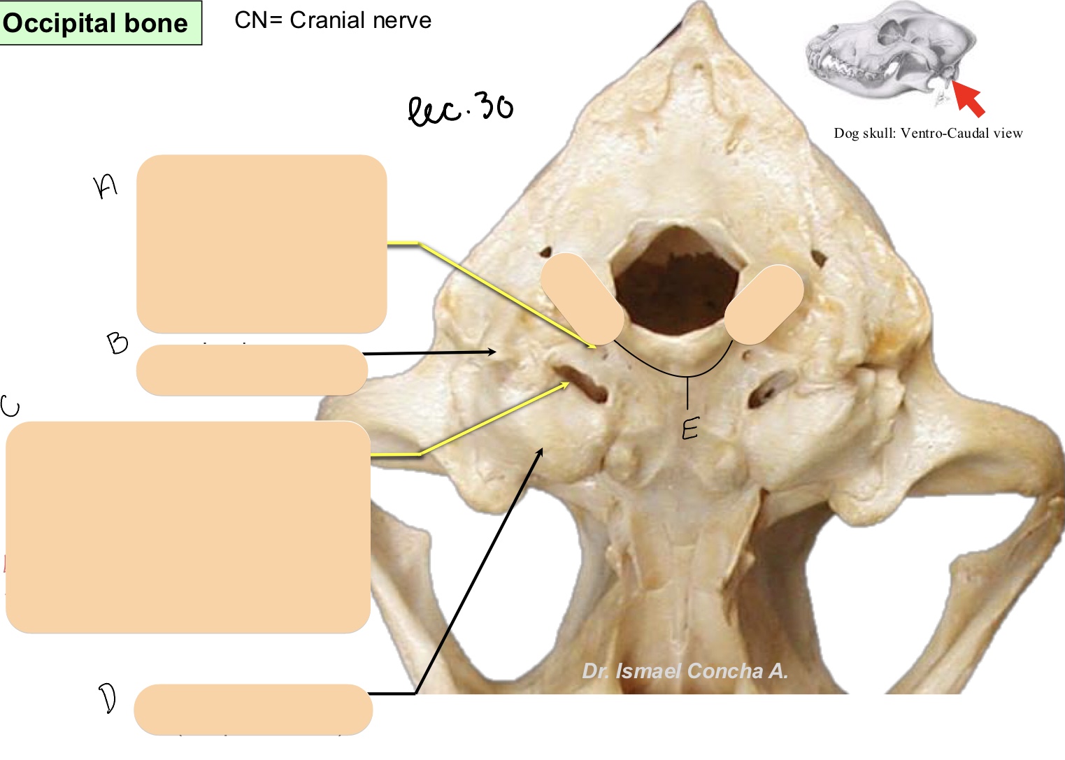 <p>Name the structure(s) indicated by&nbsp;a, b, and c.</p>