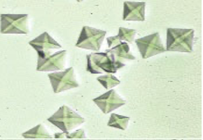 term image