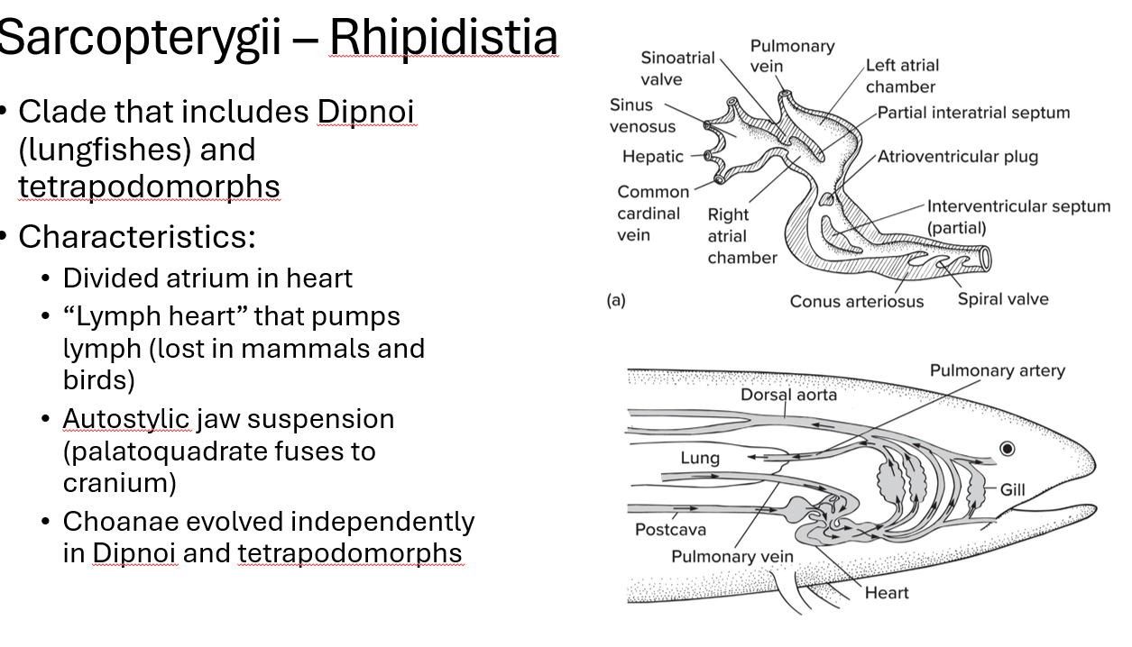 <p>the respiratory organ (the gills) is immediately after the heart</p>