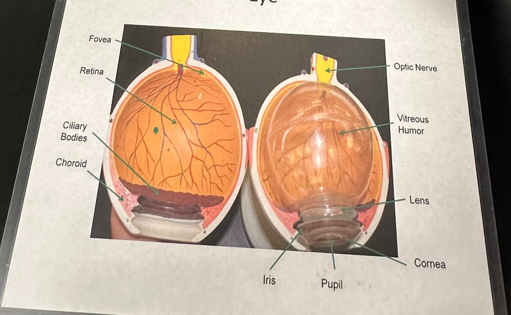 <p>eye</p>