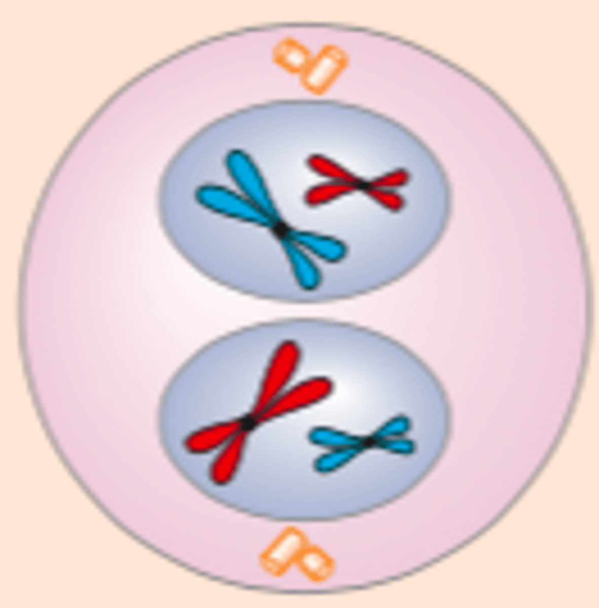 <p>Spindelen forsvinner. Det dannes en ny membran rund de to kjernene</p>
