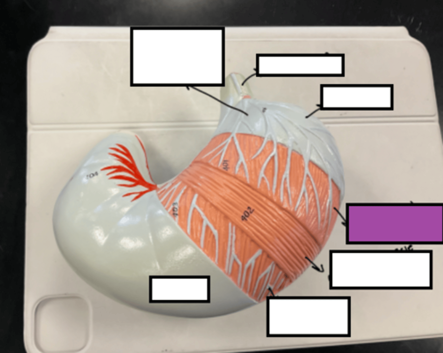 knowt flashcard image