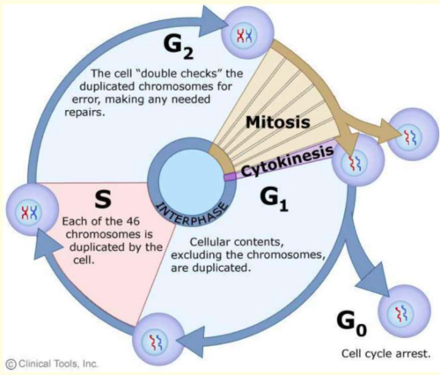 <p>The regular sequence of growth and division that cells undergo</p>