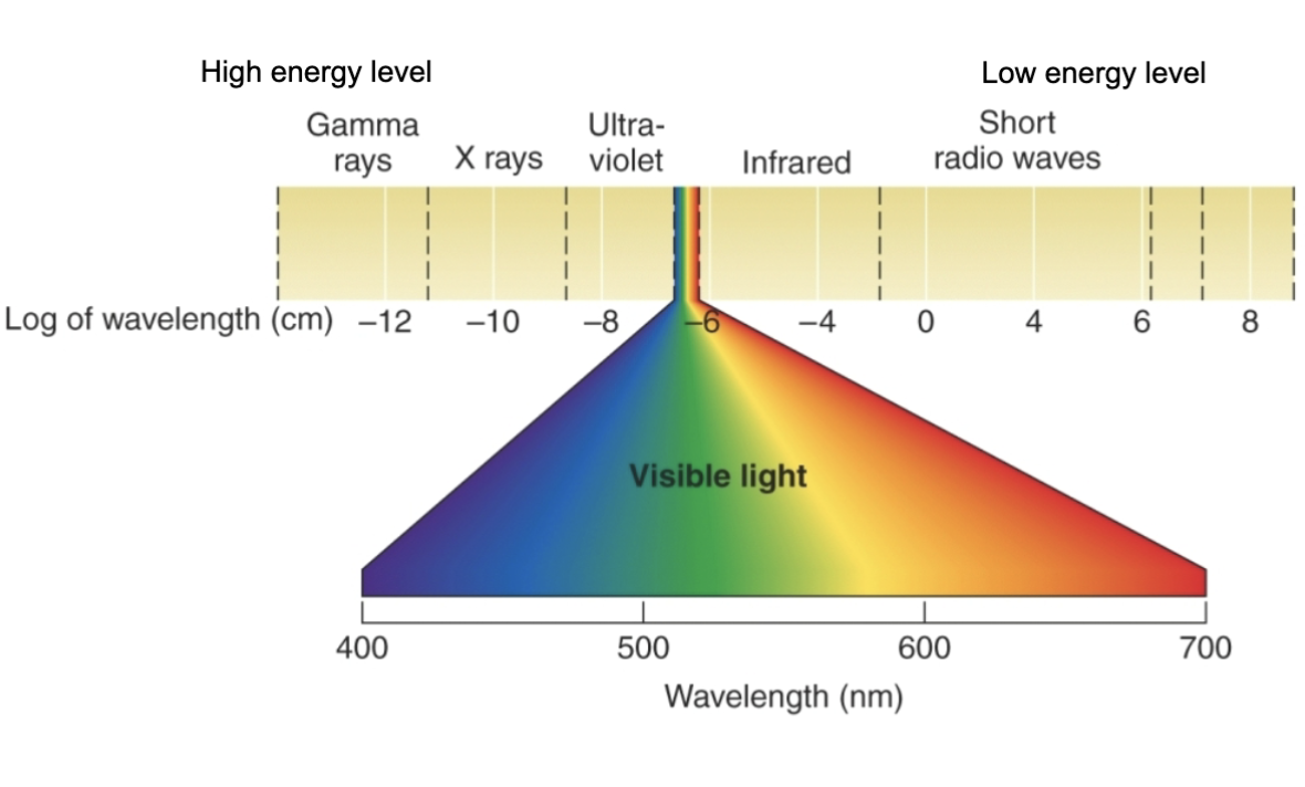 <p>light</p><ul><li><p>light</p></li><li><p>we can only see light in a tine area of wave legnth</p></li></ul><p></p>