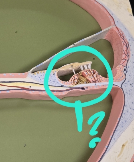 <p>Internal anatomy of the cochlea</p>