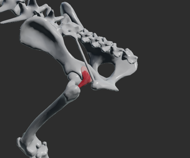 <p>odstup: incisura ischiadica minor, tuber ischiadicum </p><p>úpon: fossa trochanterica</p><p>fce: addukce a rotace pánevní končetiny v articulato coxae</p><p>u Fe:</p><p>Sval tvoří dvě svalová bříška – m. gemellus cranialis, m. gemellus caudalis</p>