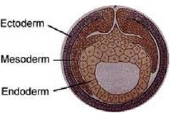 <p>Endoderm</p>