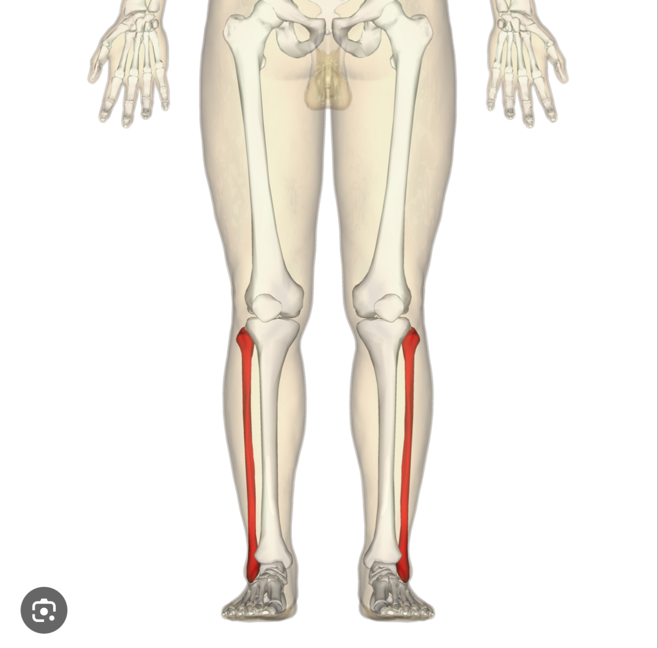 <p>LOWER LEG / CALF</p><p>Long thin bone located on the lateral side of the lower leg&nbsp;</p>