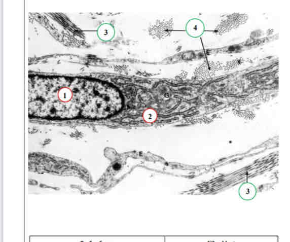 term image