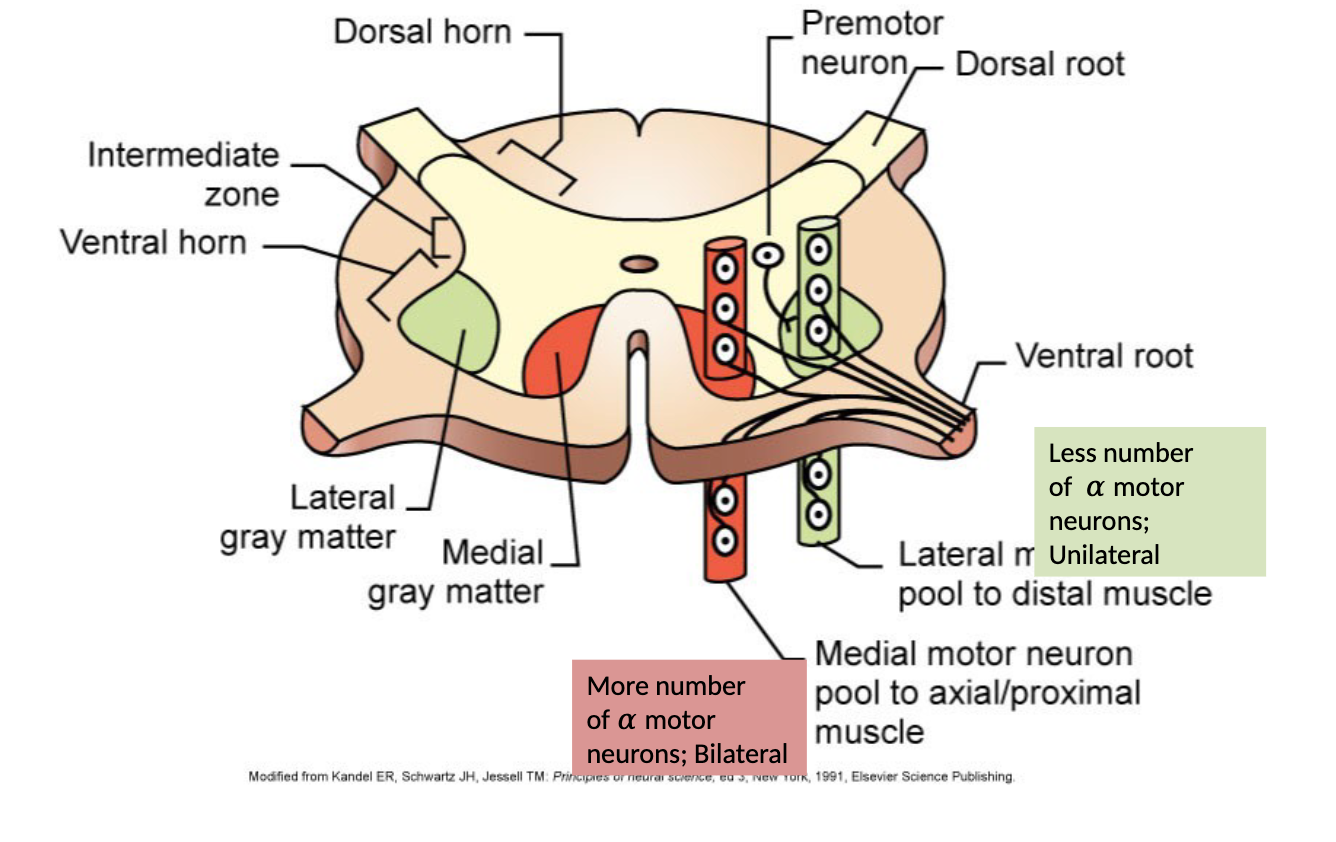 <p>1) learned - voluntary, conscious, skilled, usually mediated by FLEXOR muscles, discrete contraction of few muscle groups usually distal to spinal column, LATERAL grey matter, less number of alpha motor neurons unilaterally</p><p>2) postural -anti-gravity muscle tone, involuntary, largely subconscious, mediated by EXTENSOR muscles, maintenace of posture (longer term contraction of larger muscle groups), often closer to spinal column, MEDIAL grey matter, more number of alpha motor neurons bilaterally</p>