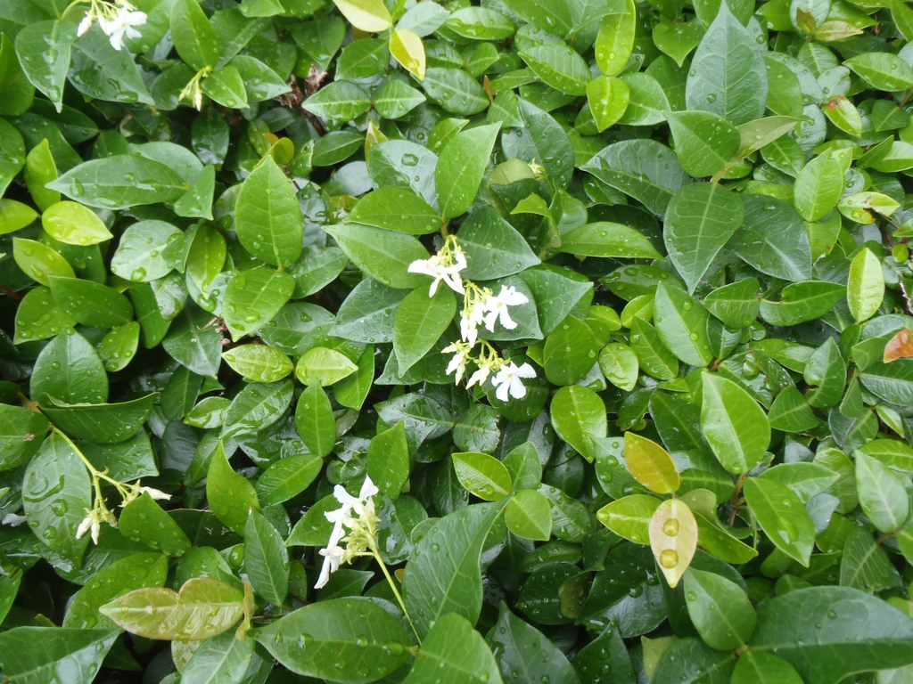 Asian jasmine