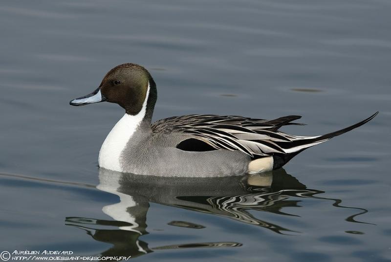 Northern Pintail