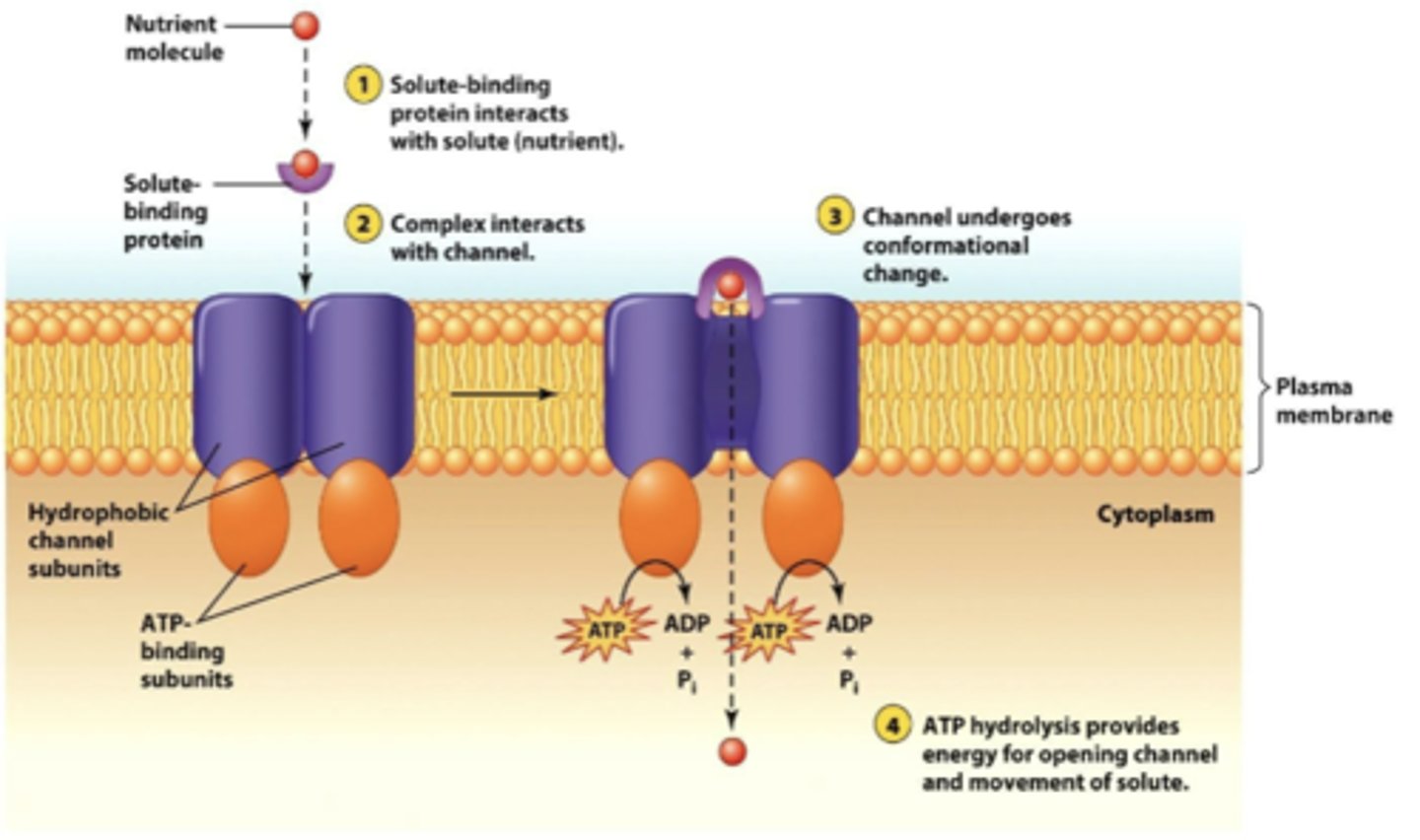 <p>with ATP-binding cassette (ABC) transporters</p>