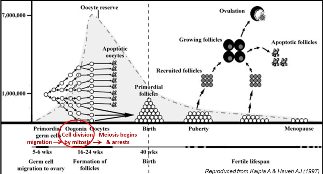 <p>Germ cells enter the gonad</p>